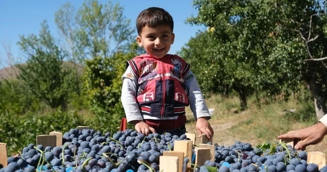 Bilimsel araştırma Cimin üzümünün çekirdeğindeki güçlü etkiyi ortaya koydu Erzincan Haberleri