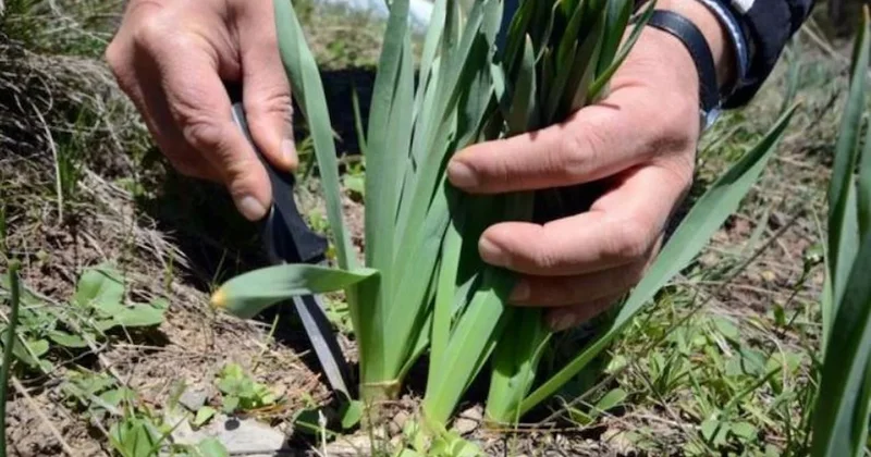 Dağ tepelerinden toplanan doğal antibiyotik kilosu 100 liradan tezgaha indi Sözcü Gazetesi