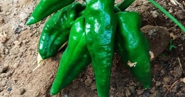 Ata tohumu Emcelli Biberi kilosu 400 TL den satılıyor Manisa Haberleri