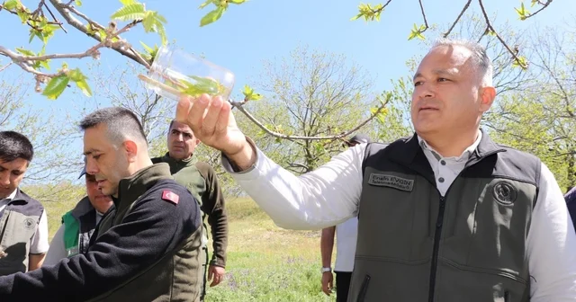 Kestane zararlısına karşı 2 bin 700 parazitoit böcek doğaya salındı Aydın Haberleri