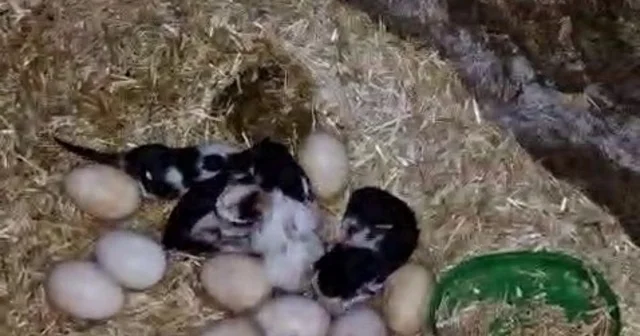 Tavuk ile kedi arasında Annelik krizi kamerada Adıyaman Haberleri