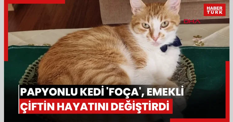 Papyonlu kedi Foça , emekli çiftin hayatını değiştirdi