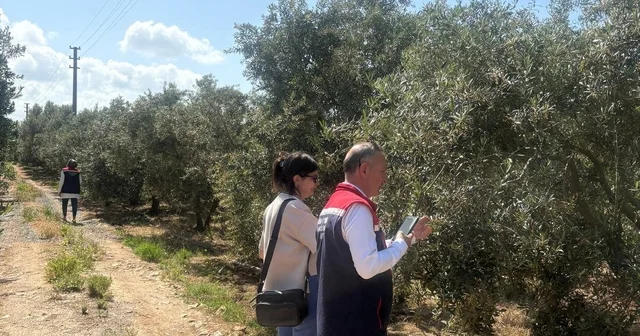 Didim de zeytin verim tespit çalışmaları başladı Aydın Haberleri