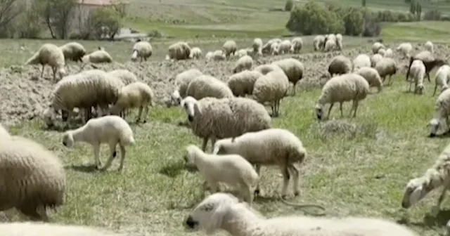 Haymana’da merada panik: Yılan koyun sürüsüne saldırdı VİDEO İZLE