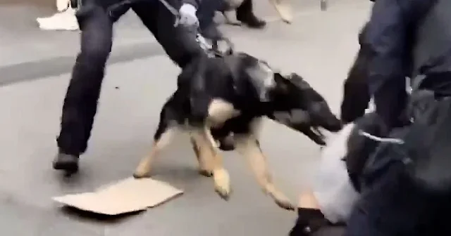 Danimarka polisi İsrail e silah taşıyan nakliye şirketini protesto edenlere köpek ve coplarla saldırdı VİDEO İZLE