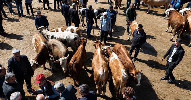 Ağrı da kurban pazarı hareketlendi, sevkiyatlar arttı Ağrı Haberleri