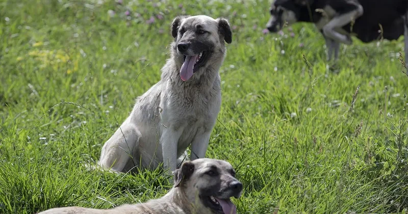 Sokak köpekleri için düğmeye basıldı! Bakan Çiftçi den talimat: Tüm Türkiye de uygulanacak