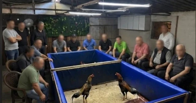 İzmir de horoz dövüşü operasyonu: Çiftlik mühürlendi, 130 bin lira ceza kesildi İzmir de Horoz dövüştürülen çiftlik mühürlendi, hayvanlar korumaya alındı İzmir Haberleri