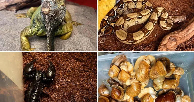 İstanbul da Egzotik Hayvan Operasyonu