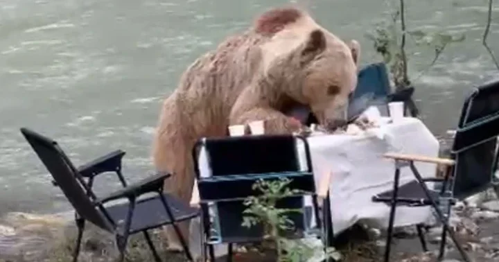 Munzur Vadisi’nde piknik masasına gelen bozayı, yiyecekleri yedi