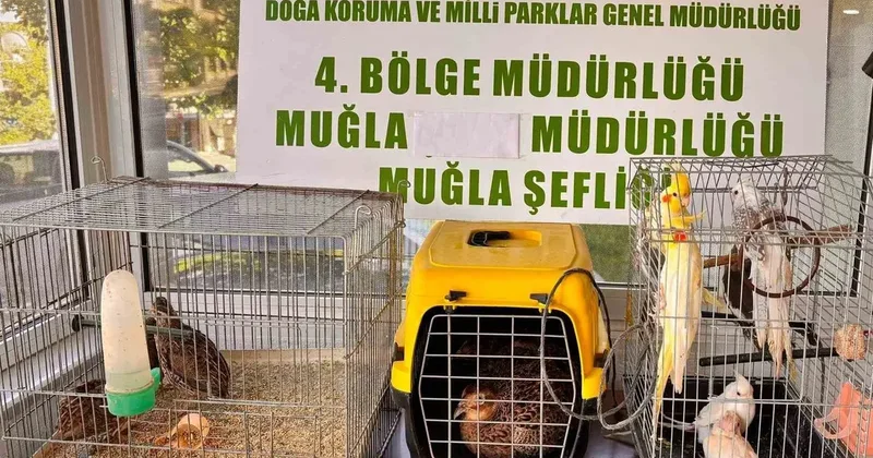Muğla’da CİMER’e yapılan şikayet, kaçak hayvan ticaretini ele verdi