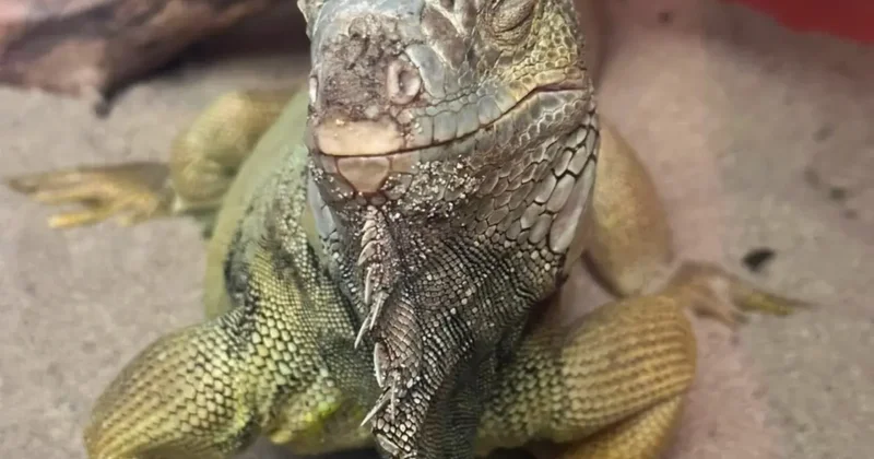İstanbul da bir evden tarantula, yılan, akrep, iguana, Afrika dev salyangozları çıktı