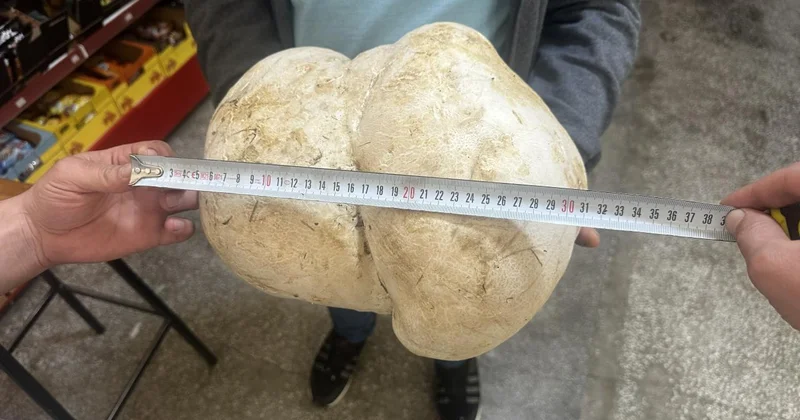 Bahçesinde 3 kilo 470 gram ağırlığında mantar buldu