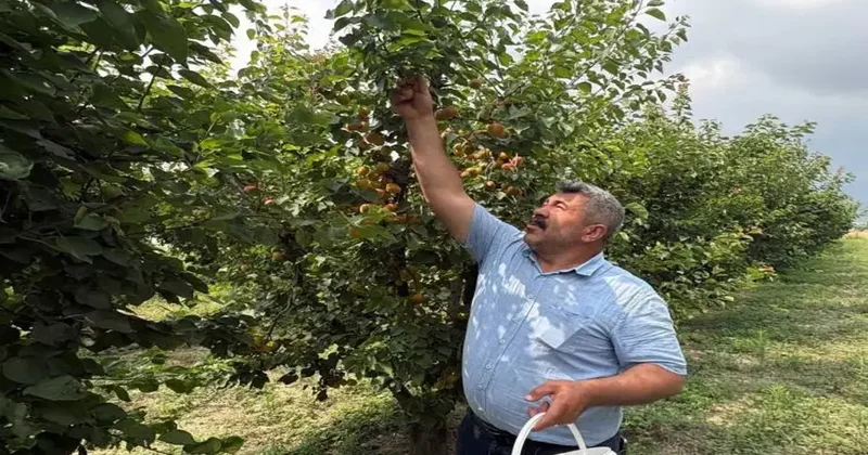 Ziraat mühendisinin tavsiyesiyle 7 yıl önce dikti! 6 yıldır dalları kıracak hasat alıyor