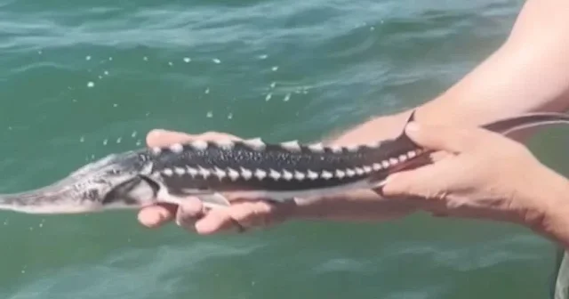 İzmit Körfezi nde ağa takılan mersin balığı yeniden özgürlüğüne kavuştu VİDEO İZLE