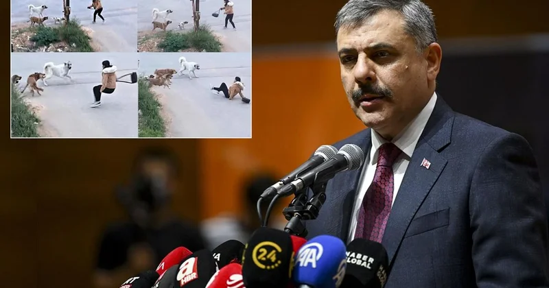 Bakan Çiftçi, yılbaşına kadar süre istedi: Sokak köpeklerinin hepsini barınaklara toplatacağım