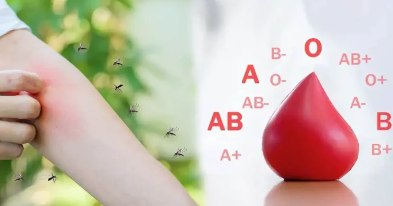 Sivrisinekler en çok bu kan grubunu ısırıyor! Araştırma sonucu şaşırttı