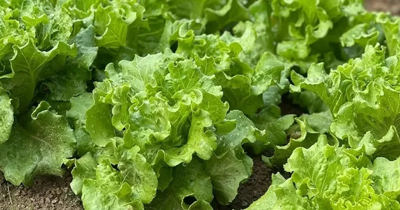 Marul bolluğu fiyatları düşürdü