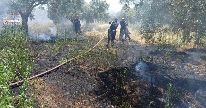 Ot biçerken zeytinliği yaktı