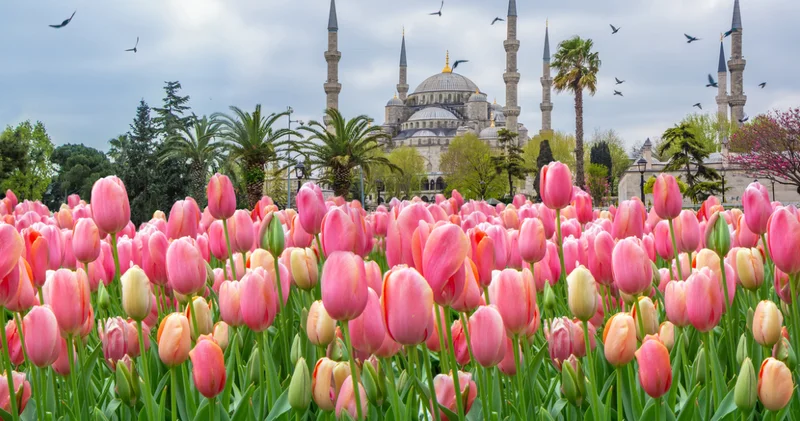 Osmanlı’yı kasıp kavuran lale çılgınlığı: Bir çiçek nasıl oldu da servet değerine ulaştı? Devlet fiyatına müdahale etmişti!
