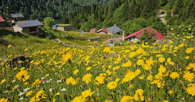 Kaçkar Dağları nın etekleri sarı çiçeklerle renklendi