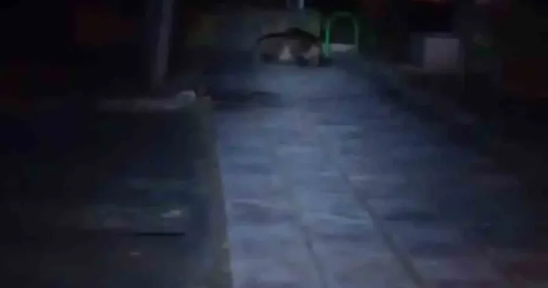 Bolu’da çocuk parkına ayı girdi