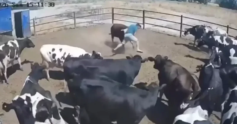 Boğanın saldırdığı besici büyük tehlike atlattı