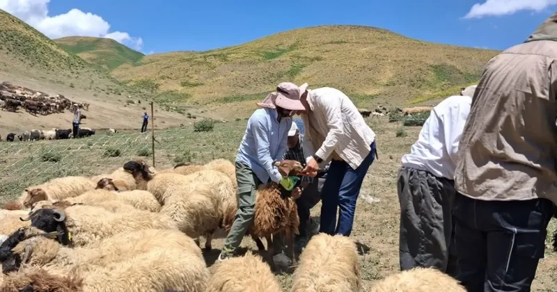 Yüksekova’da hayvanların aşılama ve kimliklendirme çalışmaları sürüyor