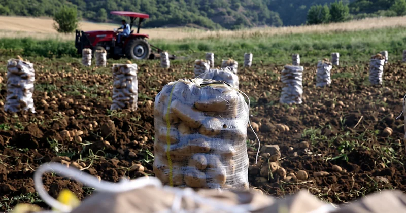 Patates tarlada değerlendi: Kilogram fiyatı fırladı Sözcü Gazetesi