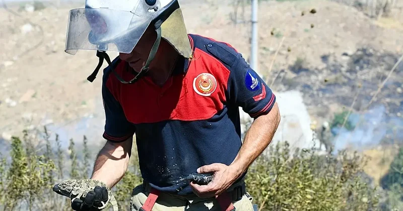 İzmir de orman yangınında kurtarılan bukalemun doğaya bırakıldı
