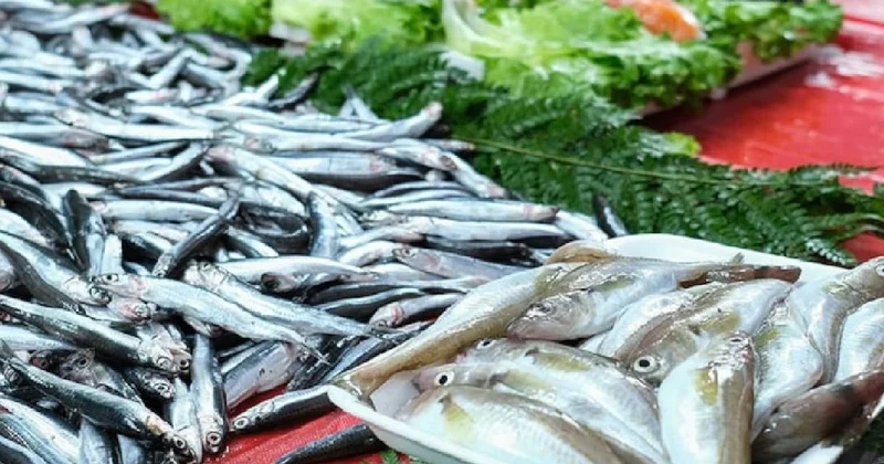 Ekmek kapısı 15 gün erken açılıyor: Bakanlık tarihi açıkladı! Sözcü Gazetesi
