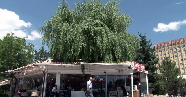 Kesmeye kıyamadığı salkım söğüdü, işletmenin simgesi oldu Sivas ta bir kafenin ortasından yükselen ve dalları neredeyse kafenin çatışını kaplayan salkım sögüt ağacını görenler gözlerine inanımıyor Sivas Haberleri Habertürk Yerel Haberler