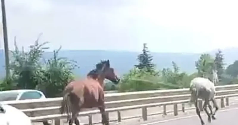 Başıboş atlar trafikte araçlarla yarıştı