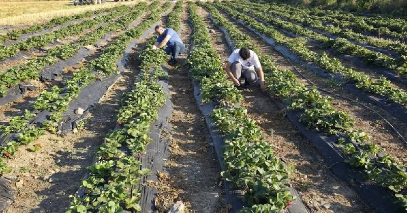 Çevre iller bile sıraya girdi: Altın yumurtlayan hasatta siparişlere yetişemiyor Sözcü Gazetesi