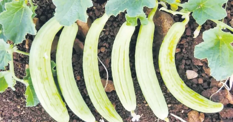 İDİL AÇIKALIN Yaz sofralarının çıtır sürprizi: Acur