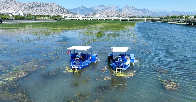 Boğaçayı sucul otlarla kaplandı, Caretta ve Mavi Yengeç göreve başladı Boğaçayı sucul otlardan temizleniyor Antalya Haberleri Habertürk Yerel Haberler
