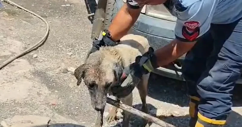 Konteynerin altında sıkışan anne köpek ve yavruları itfaiye ekiplerince kurtarıldı
