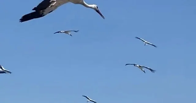 Gökyüzünü kaplayan yüzlerce leyleğin göç yolculuğu Hatay Haberleri Habertürk Yerel Haberler