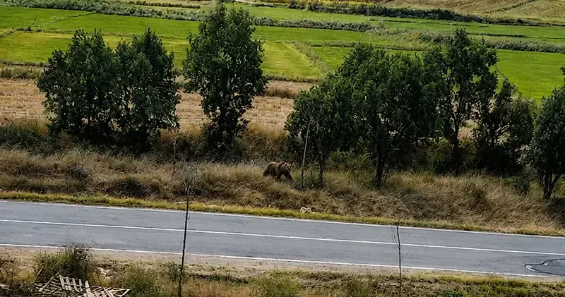 Belediye başkanından vatandaşlara ‘bozayı’ uyarısı