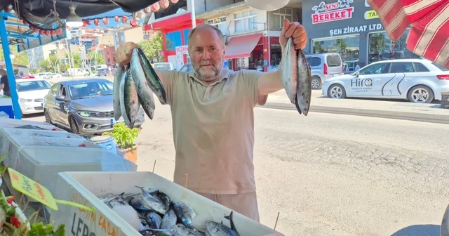 Balık tezgahlarında palamut bolluğu Zonguldak Haberleri Habertürk Yerel Haberler