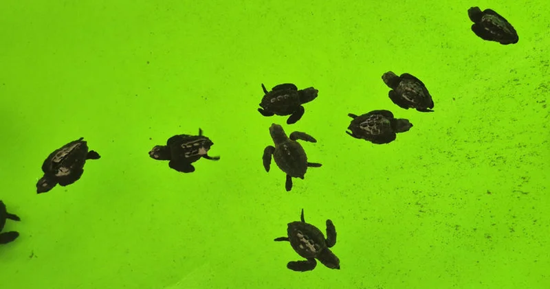 İztuzu Kumsalı nda caretta carettaların yuvalama dönemi tamamlandı