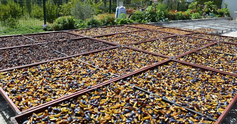 138 yıl önce tek fidanla başladı: Yurt dışından talep yağıyor