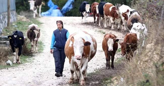 16 yıl önce eşinin köyüne geldi! Devlet desteğiyle hayatı değişti: Eşimle beraber dört gözle bekliyoruz