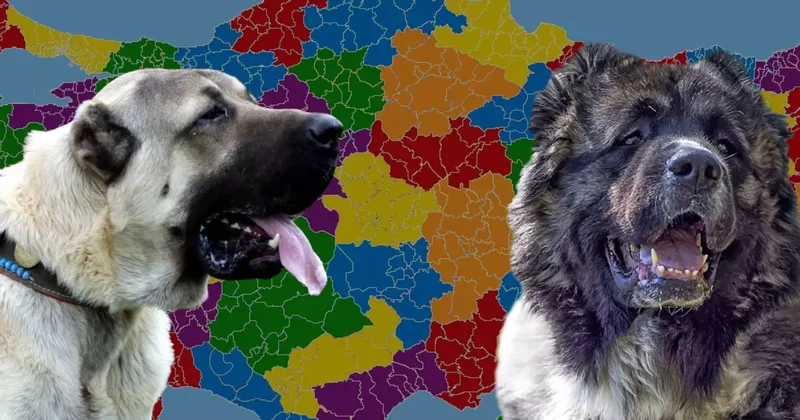 Karslılar ile Sivaslılar karşı karşıya: Kangal mı yoksa Kafkas çoban köpeği mi?