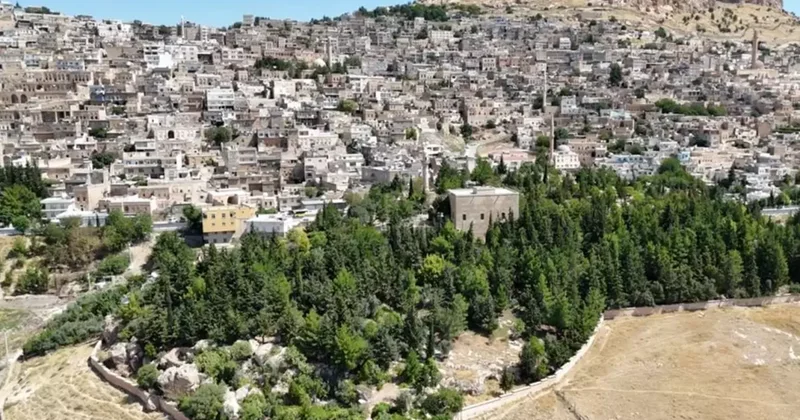 Dünyaya örnek olacak hikaye! Evlat gibi büyüttü, şimdi korunmasını istiyor