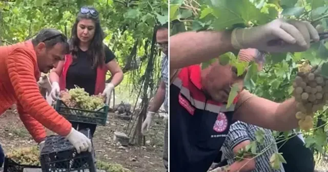 Seydikemer’de bazı üzümlerde yasaklı aktif madde tespit edildi Muğla Haberleri