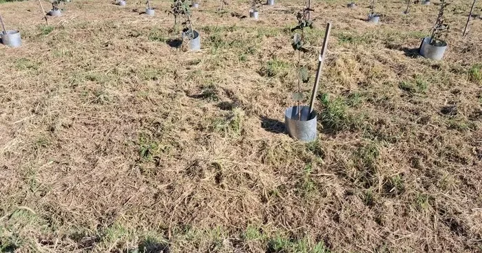 Fındıkta rekolte ve randıman artıracak çalışma