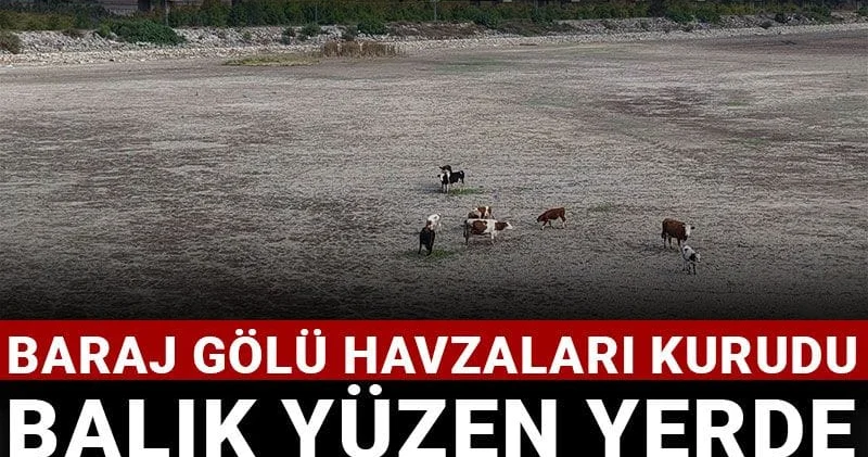 İstanbul alarm veriyor! Baraj gölü havzaları kurudu: Balık yüzen yerde inekler otluyor