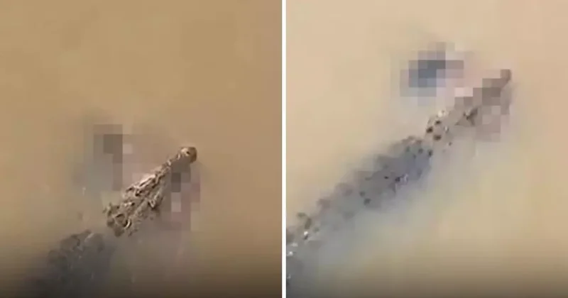 Timsah, nehirde yıkanan kadını suya çekerek ölürdü