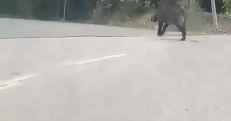Sesleri duydu, dönüp arkasına bakınca şok yaşadı! Hala hayatta olması mucize